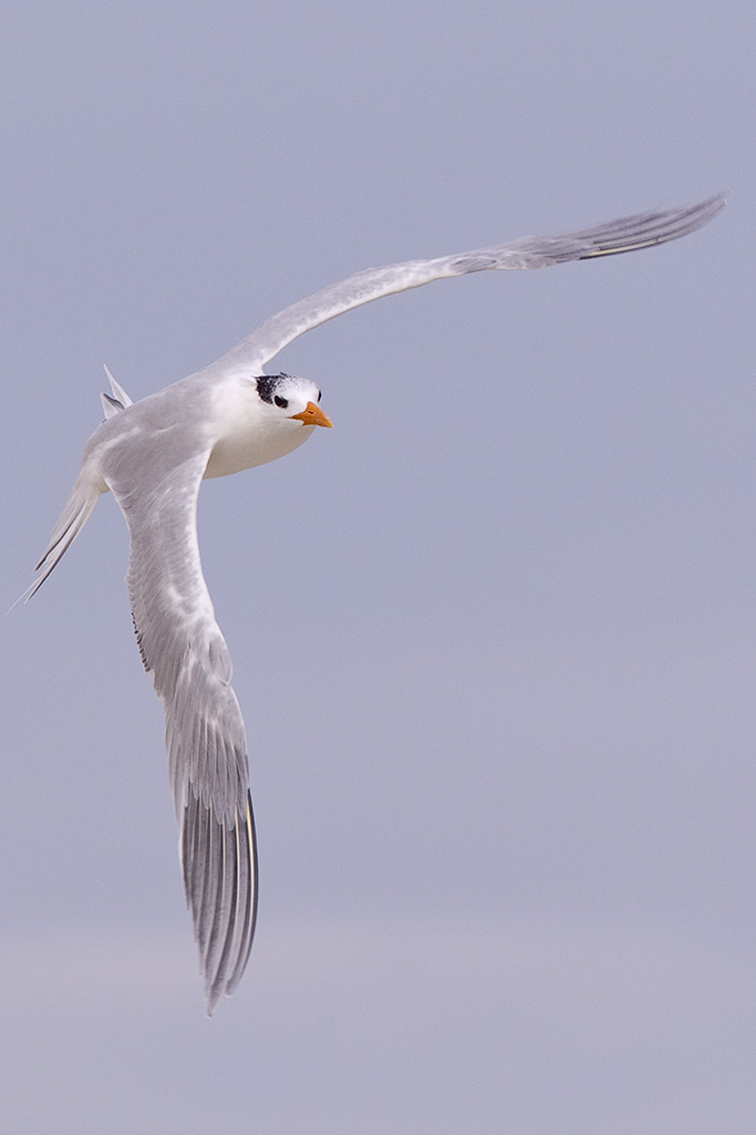 Tern