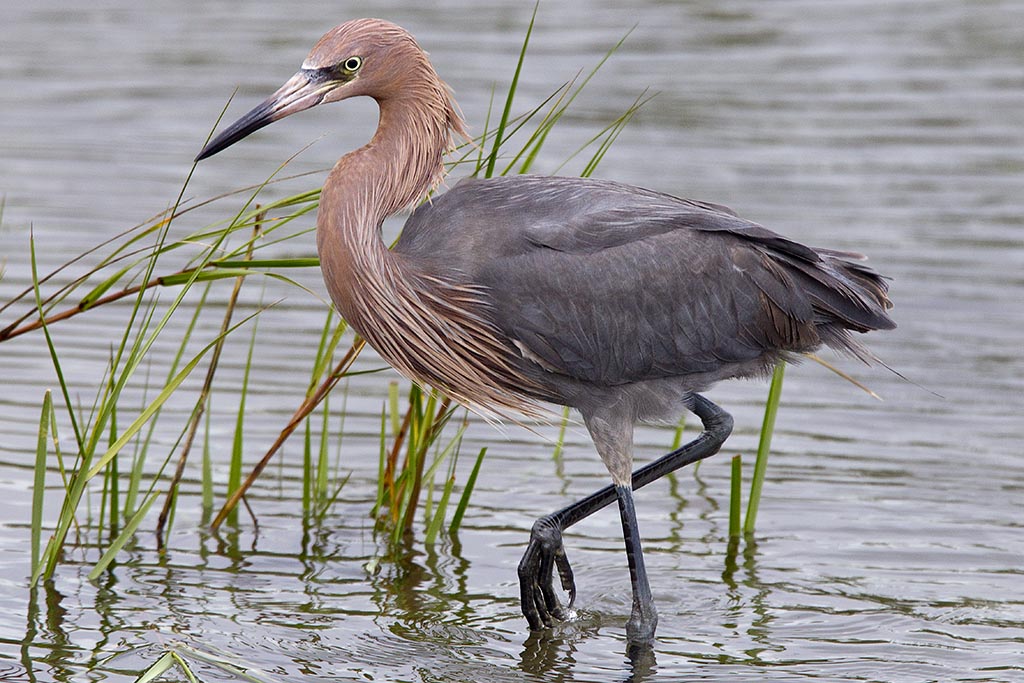 Reddish Egret