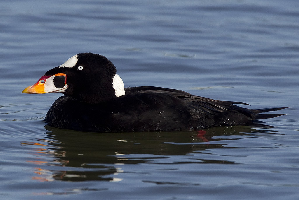 4/28/2012  Surf Scoter