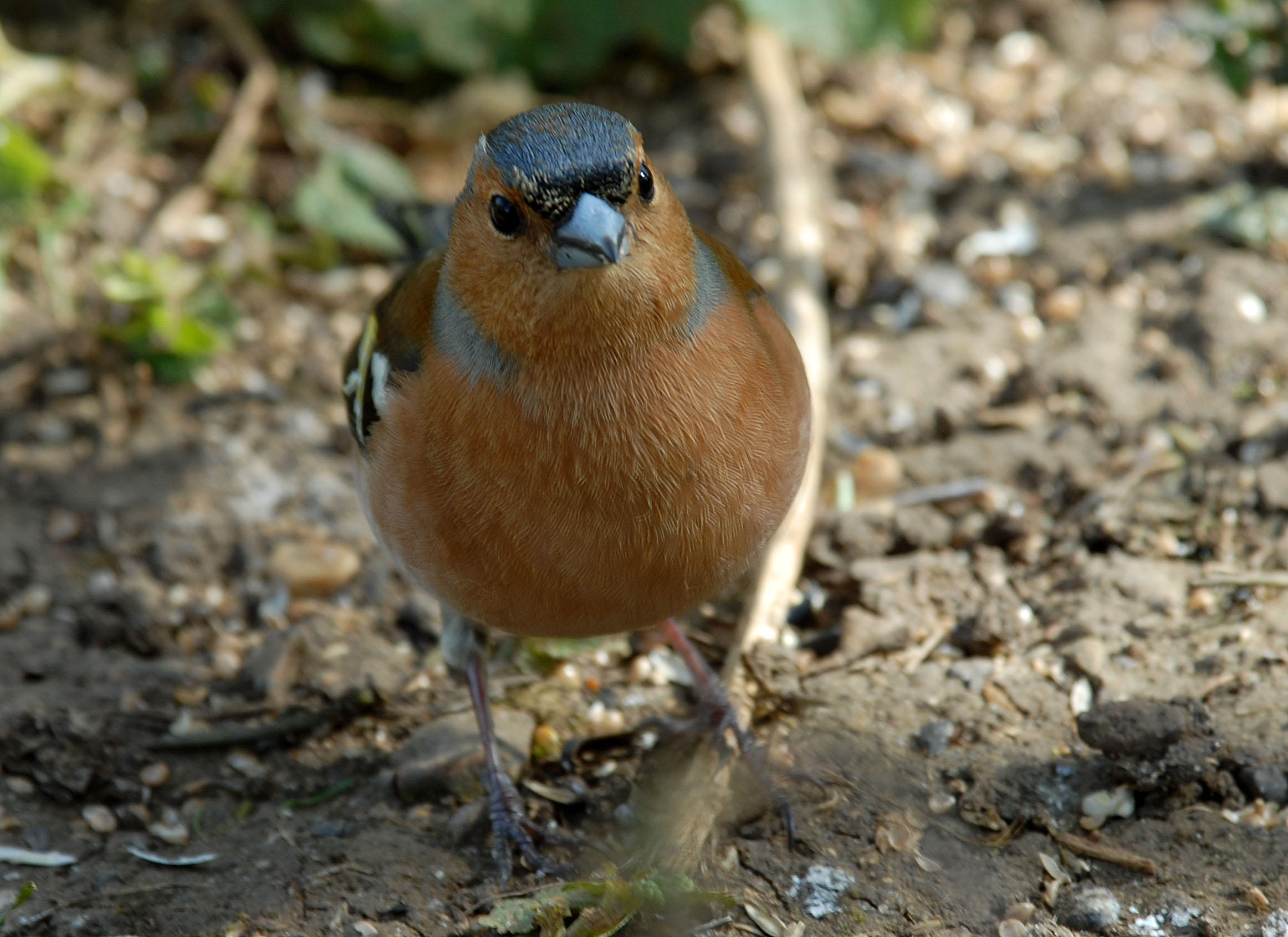 Chaffinch, Barnwell Country Park, Oundle.