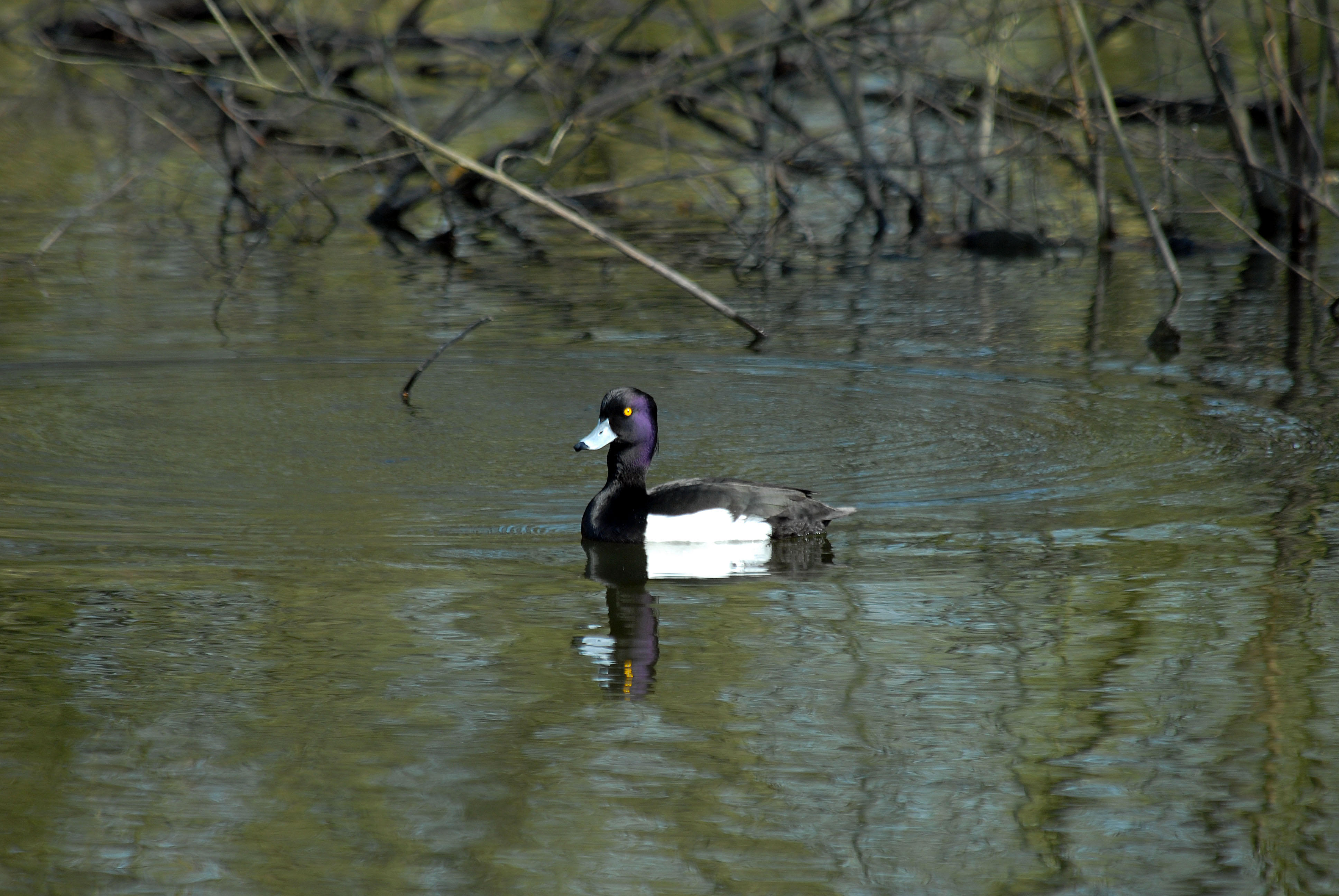 Tufted Duck, Barnwell Country Park, Oundle.