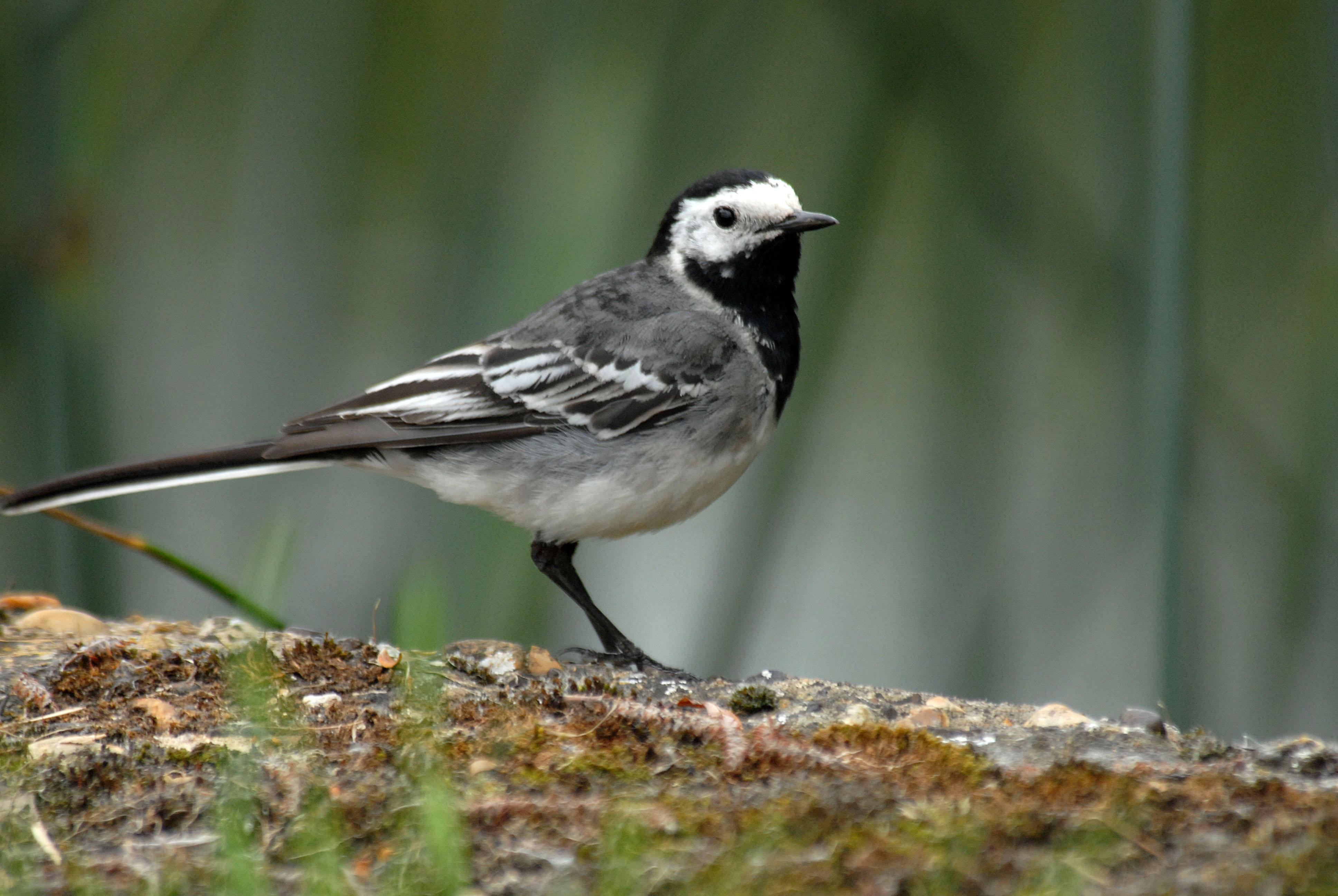 Pied Wagtail, Oundle Mill.