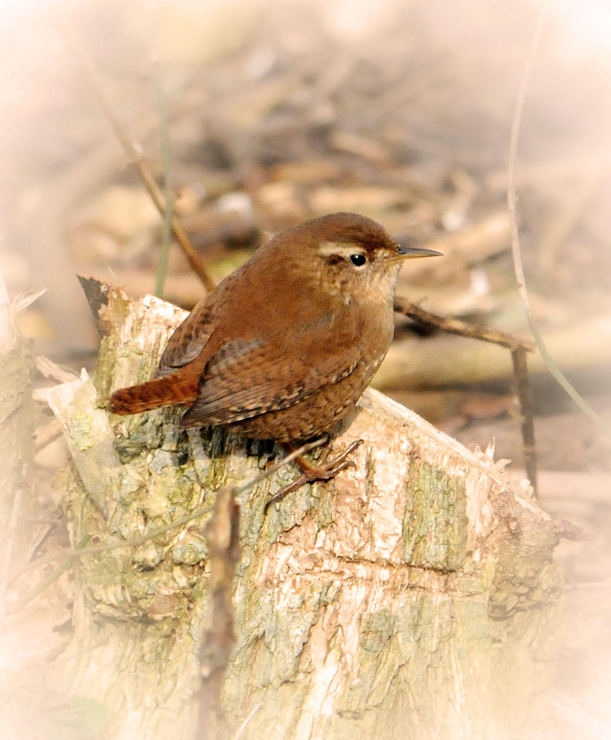 Wren. Barnwell. Country Park. Oundle. UK