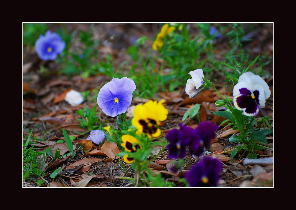 DSC_8050ss.jpg