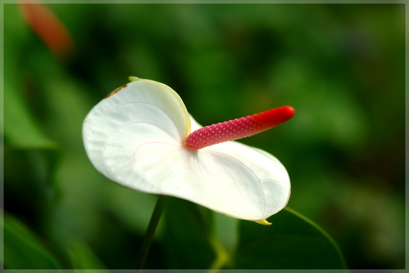 anthurium blc.jpg