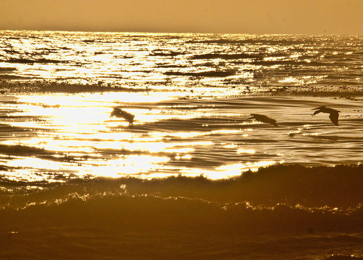 Golden ocean pelicans _MG_3915.jpg