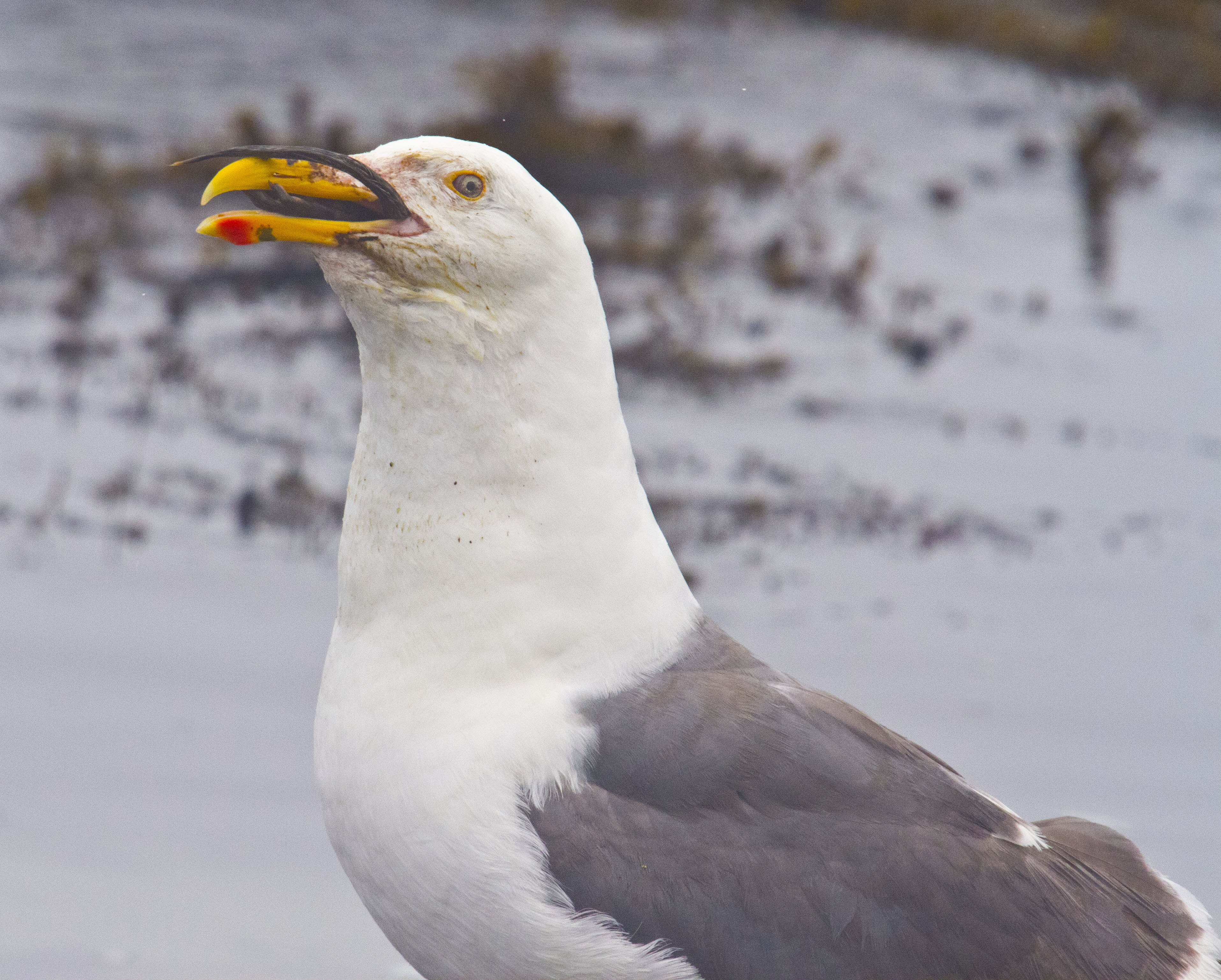 seagull eating squirrel 3 _MG_0218.jpg