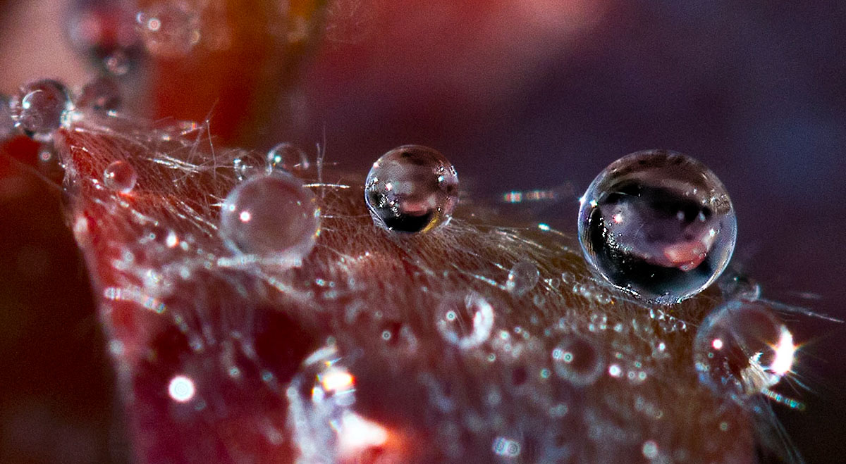 Water drops  _MG_7930.jpg