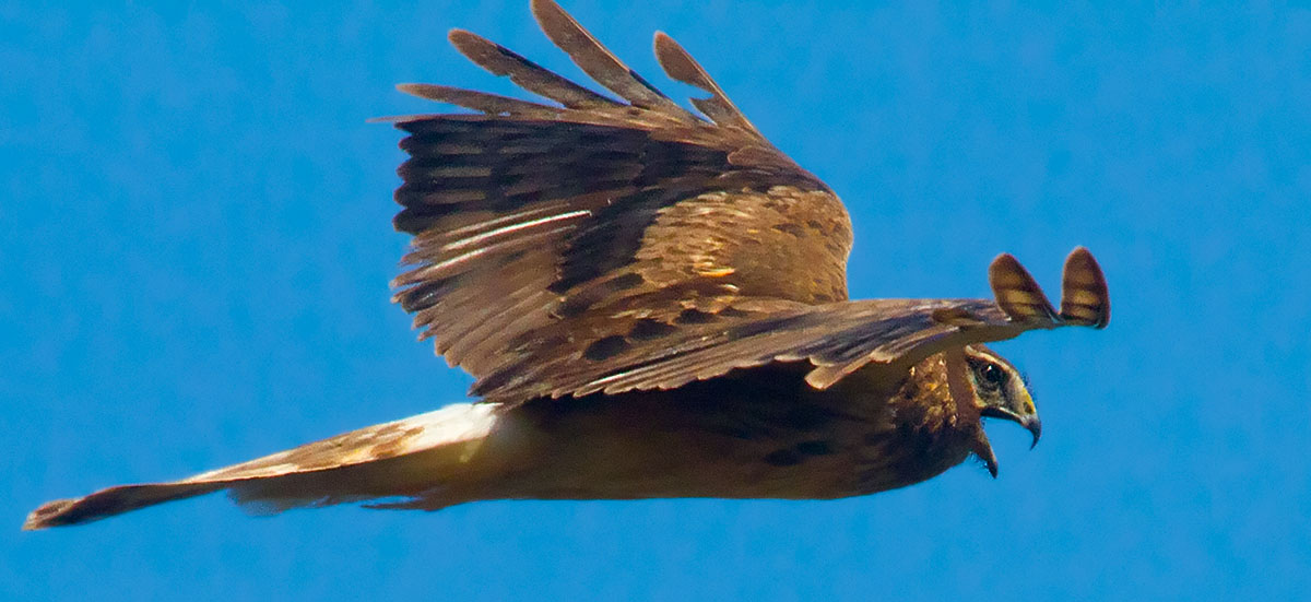 Open beaked hawk  _MG_5166.jpg