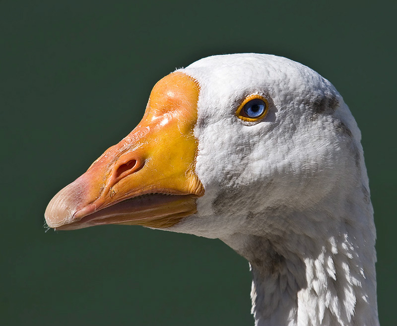 bird goose head 9934.jpg
