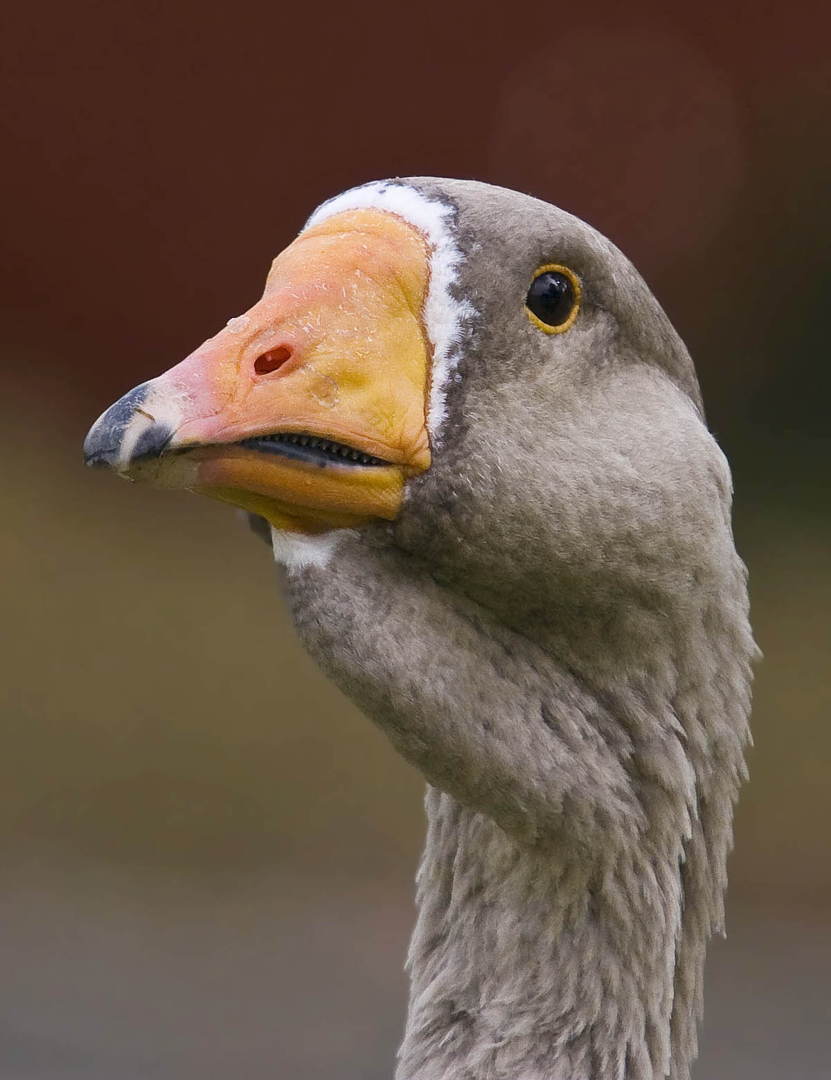  goose head with teeth grey orange beak black tip_MG_8525.jpg