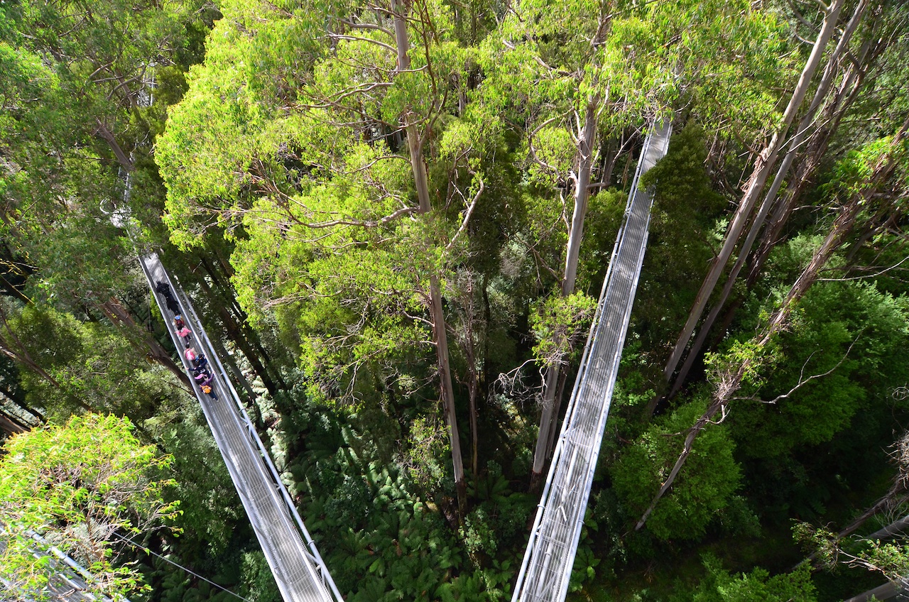 Walking in the trees
