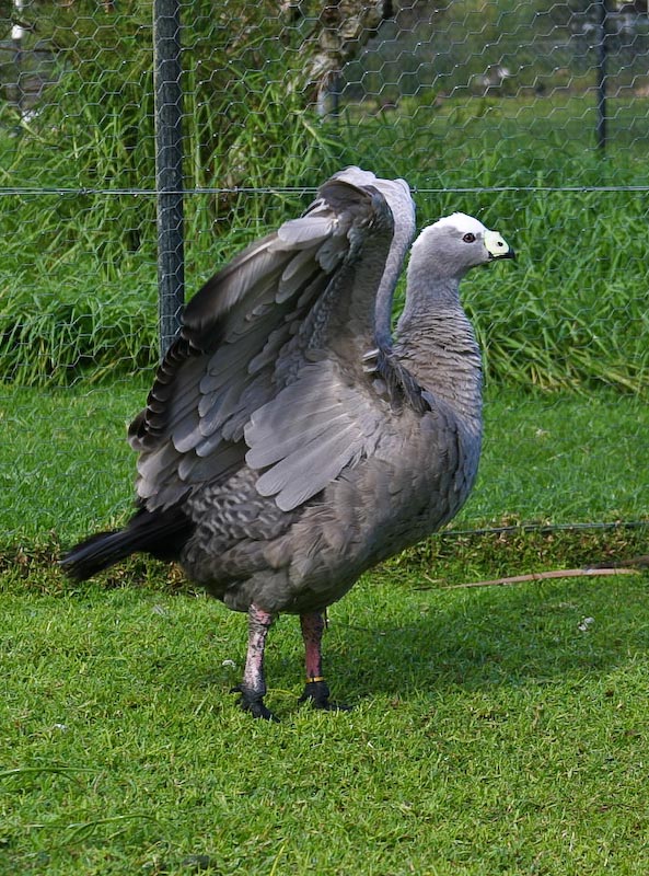 Cape Barren Goose