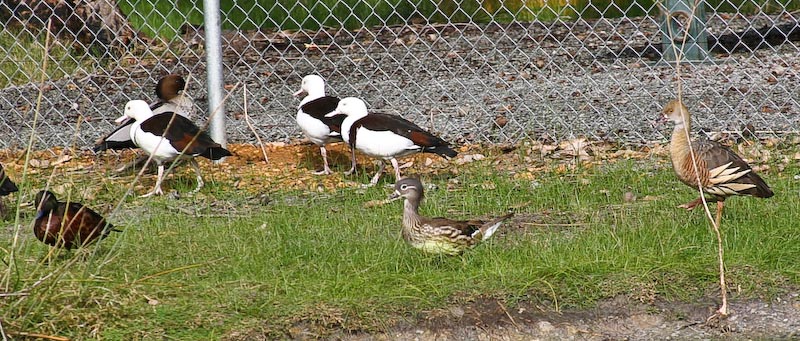 Burdekin ducks, female mandarin and plumed whistler ducks