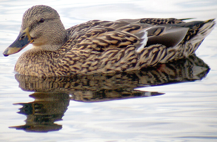 mallard female