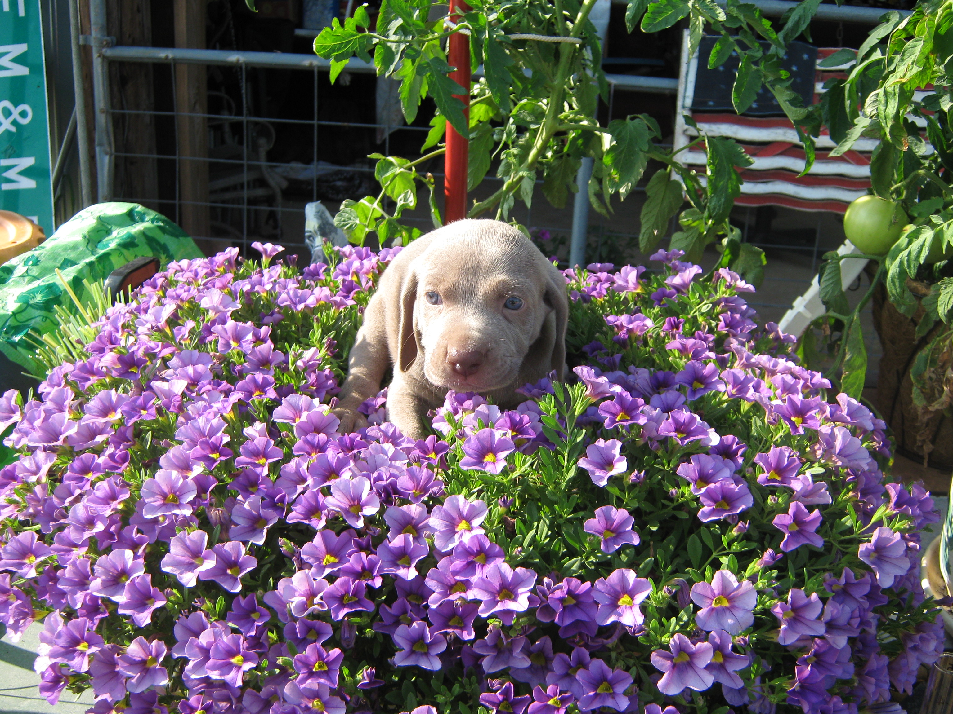 sadie0616 007.JPG