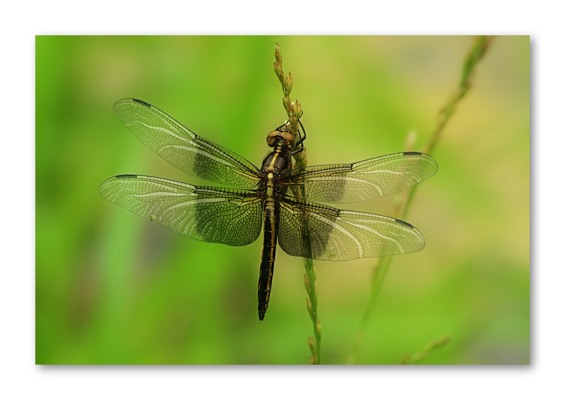 Dragonfly