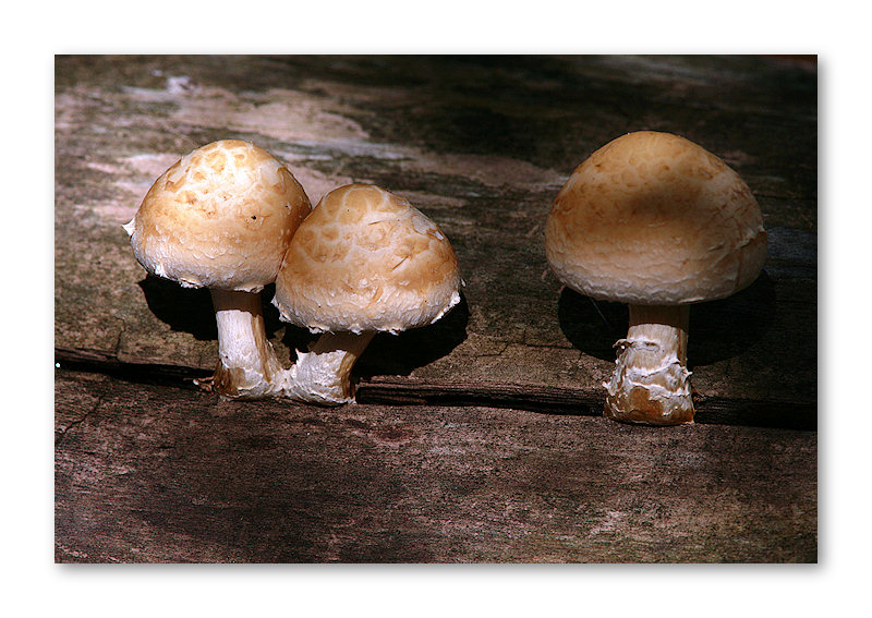 A Mushroom Tree