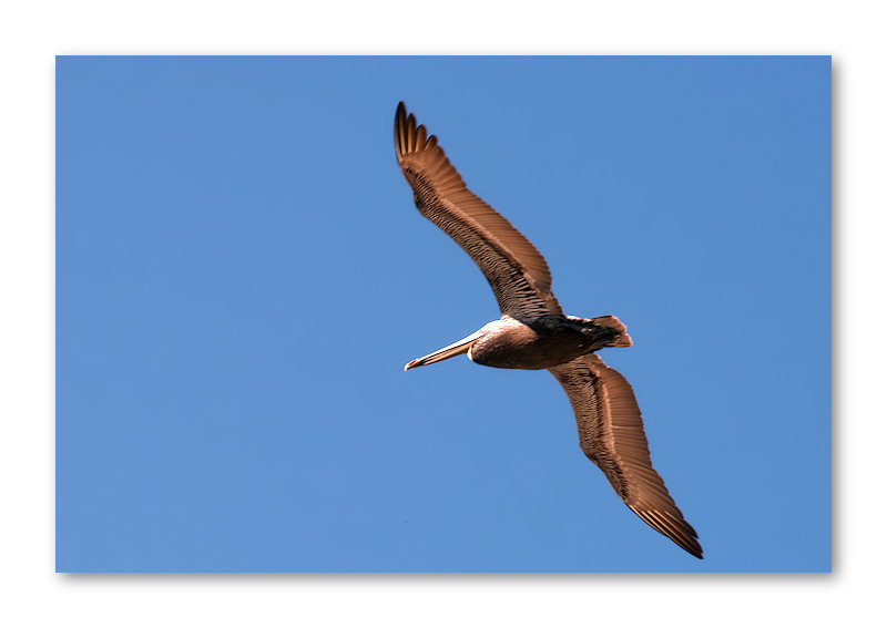 Flight of the Pelican