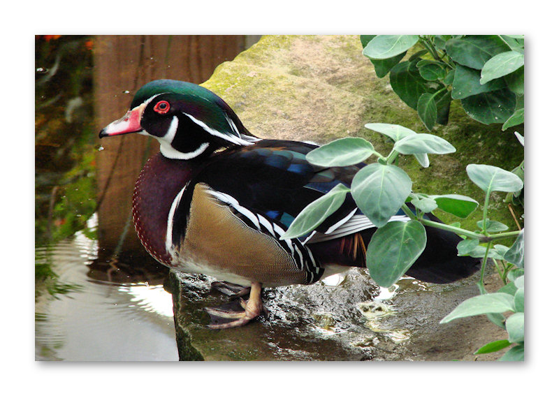 Wood Duck