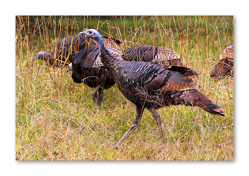 Wild Turkeys