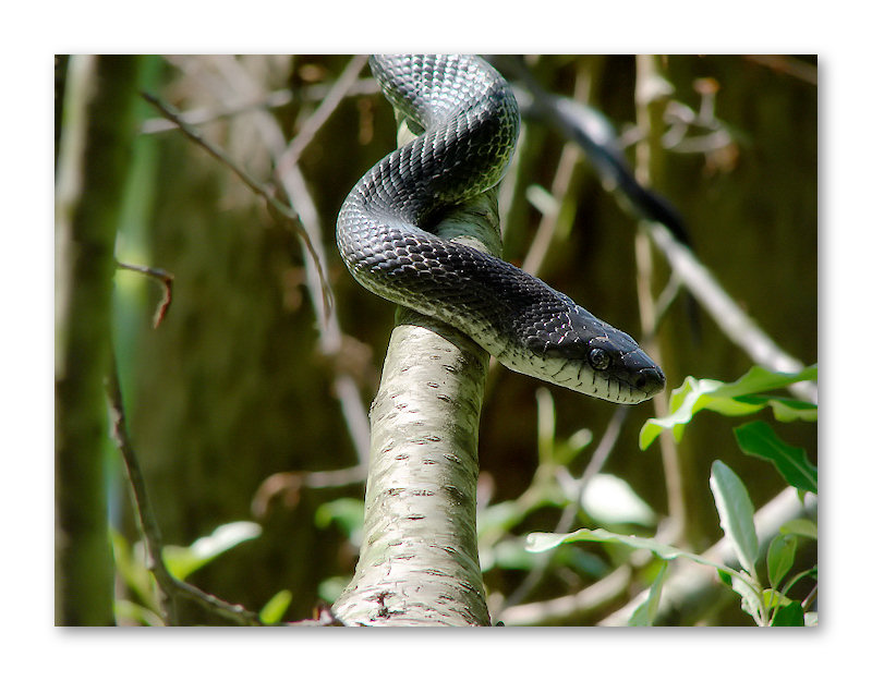 Rat Snake