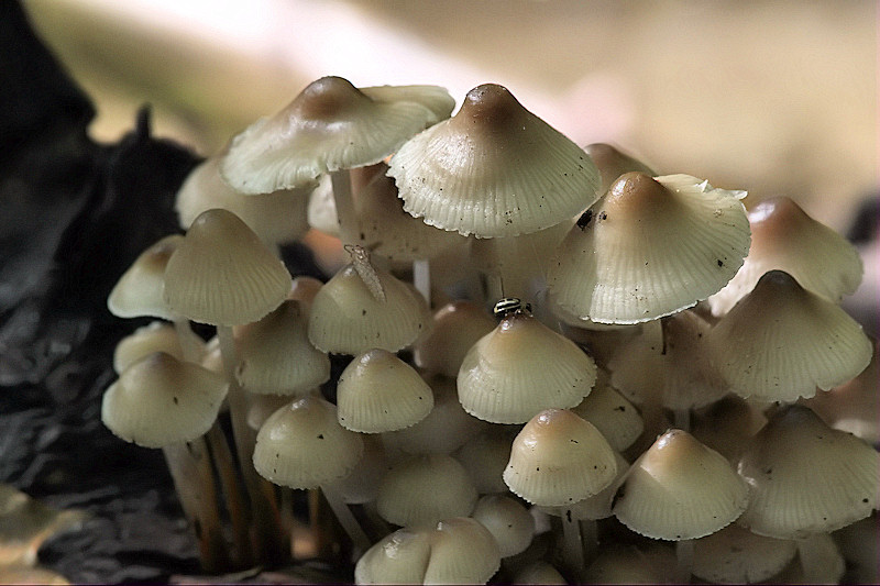 Fungi
