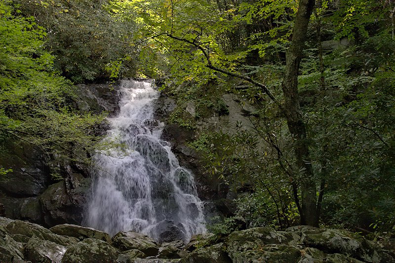 Deep in the Forest