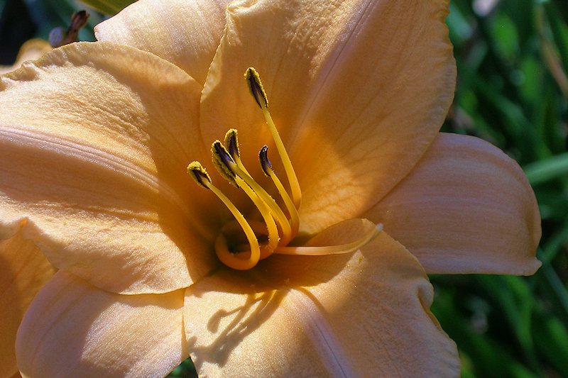Natural Beauty