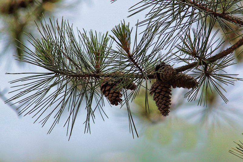The Lonesome Pine
