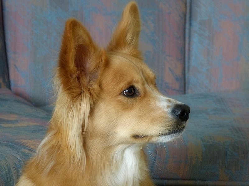My Faithful Model