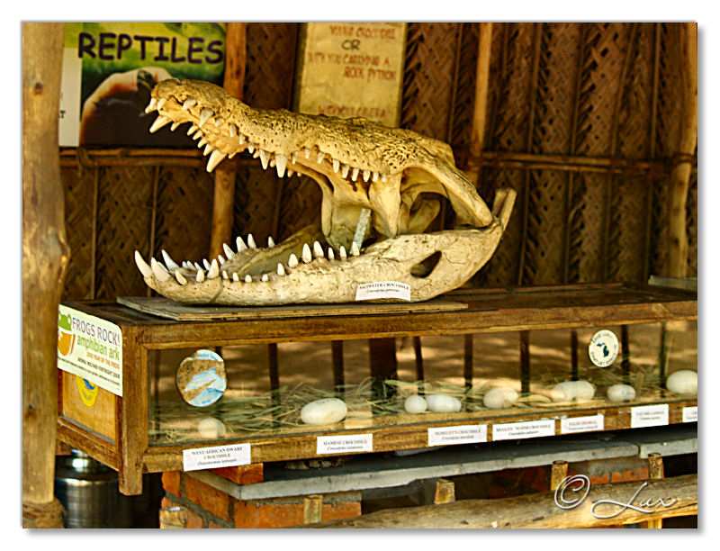 Crocodile Bank