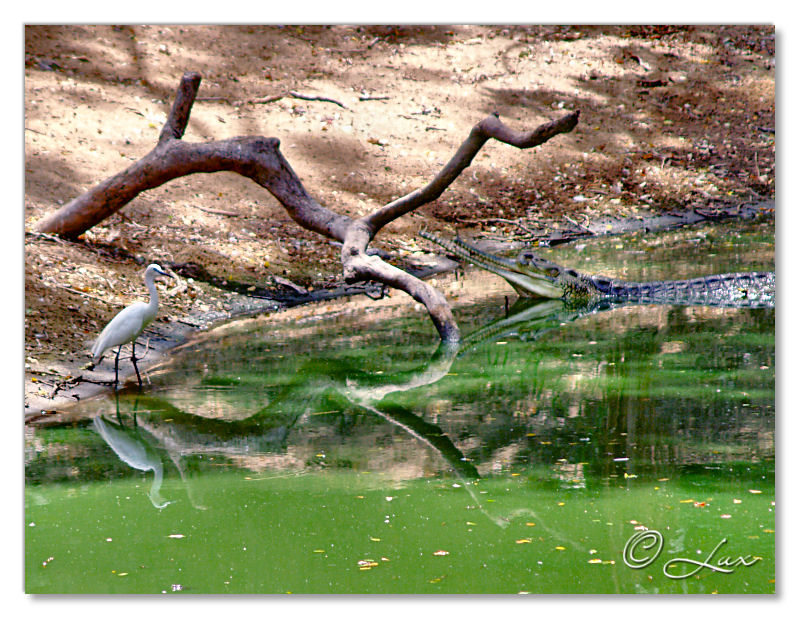 Crocodile Bank