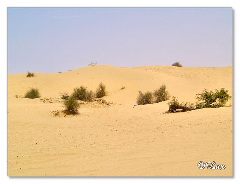 Desert-Dubai