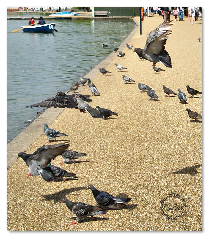 Birds-Hyde Park