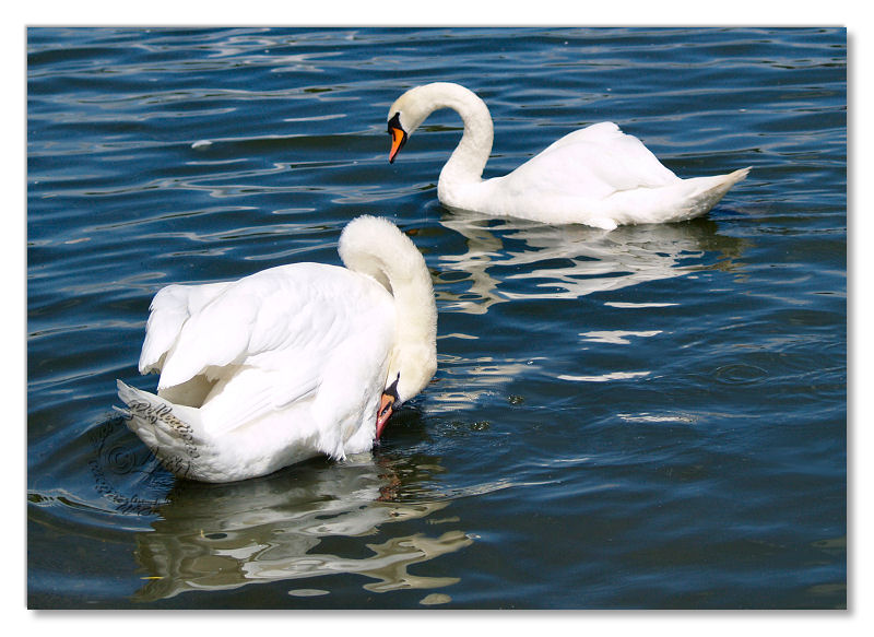 Birds-Hyde Park