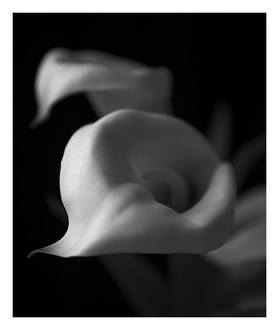 Fake Flowers II
