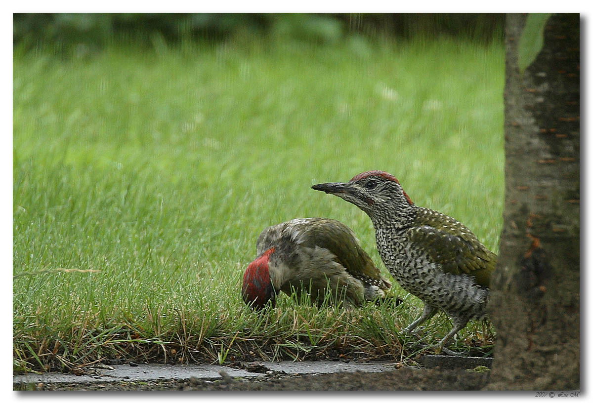 Groene Specht met jong