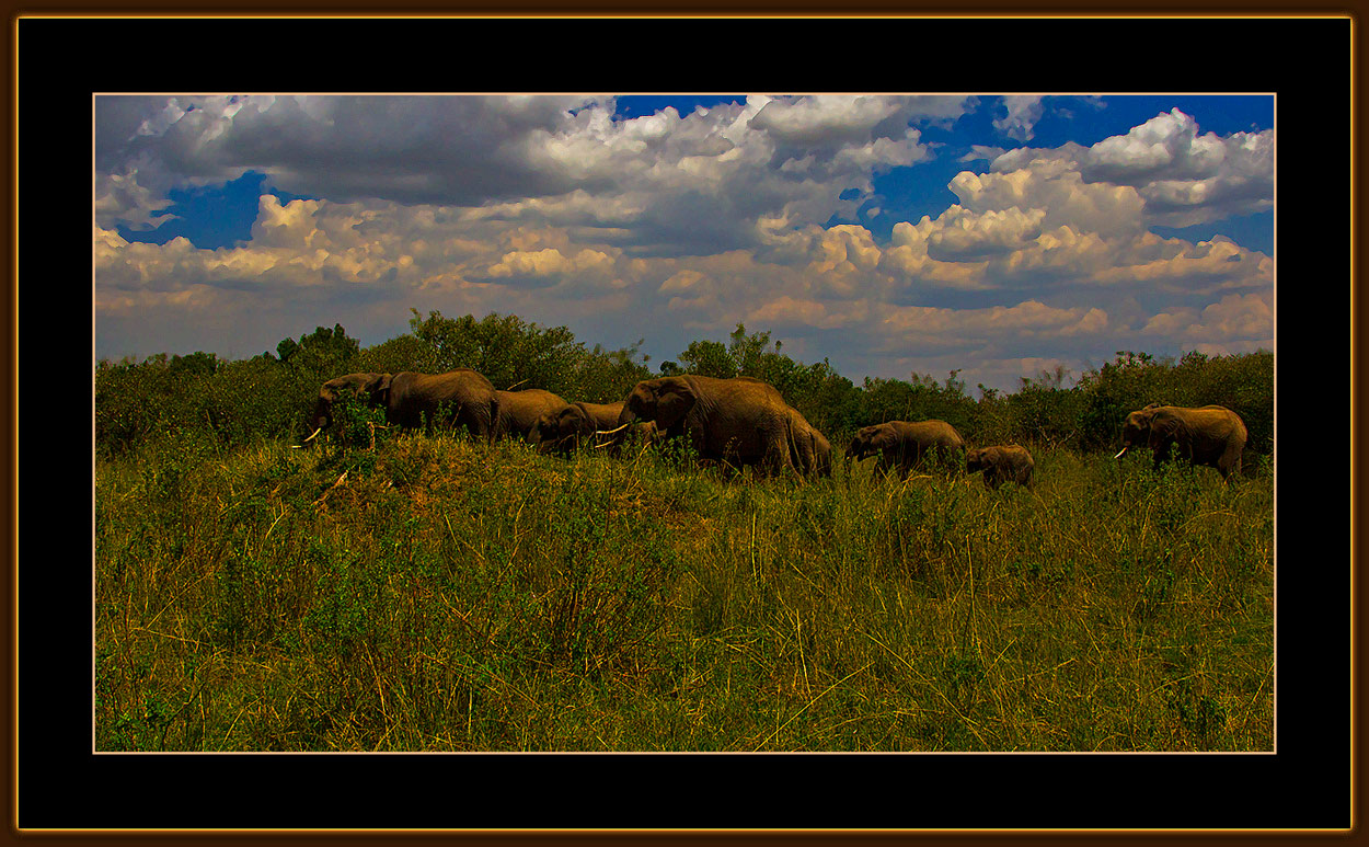 145-=-IMG_2762-=-Elephant-herd-V2.jpg