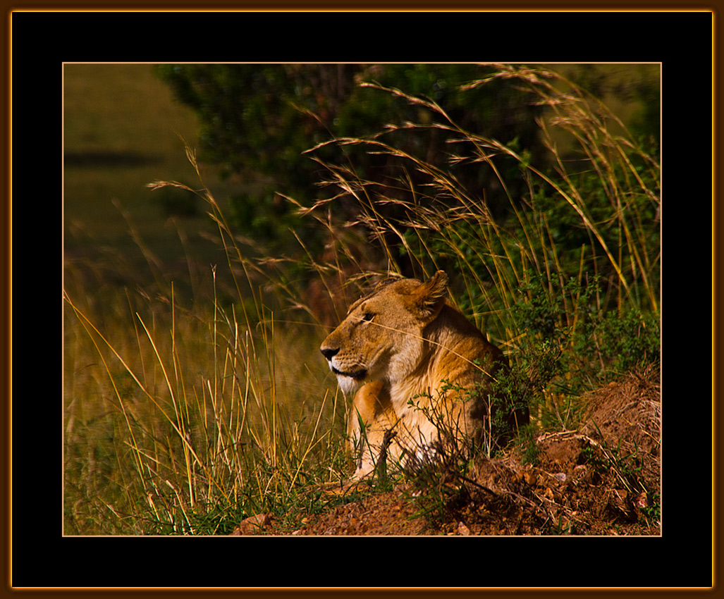 156-=IMG_2787-=-Resting-Lioness-V1.jpg