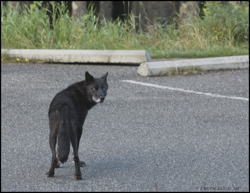 BLACK WOLF, BOW VALLEY PARKWAY