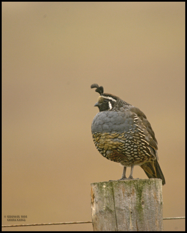 CALIF. QUAIL (M)-800.JPG