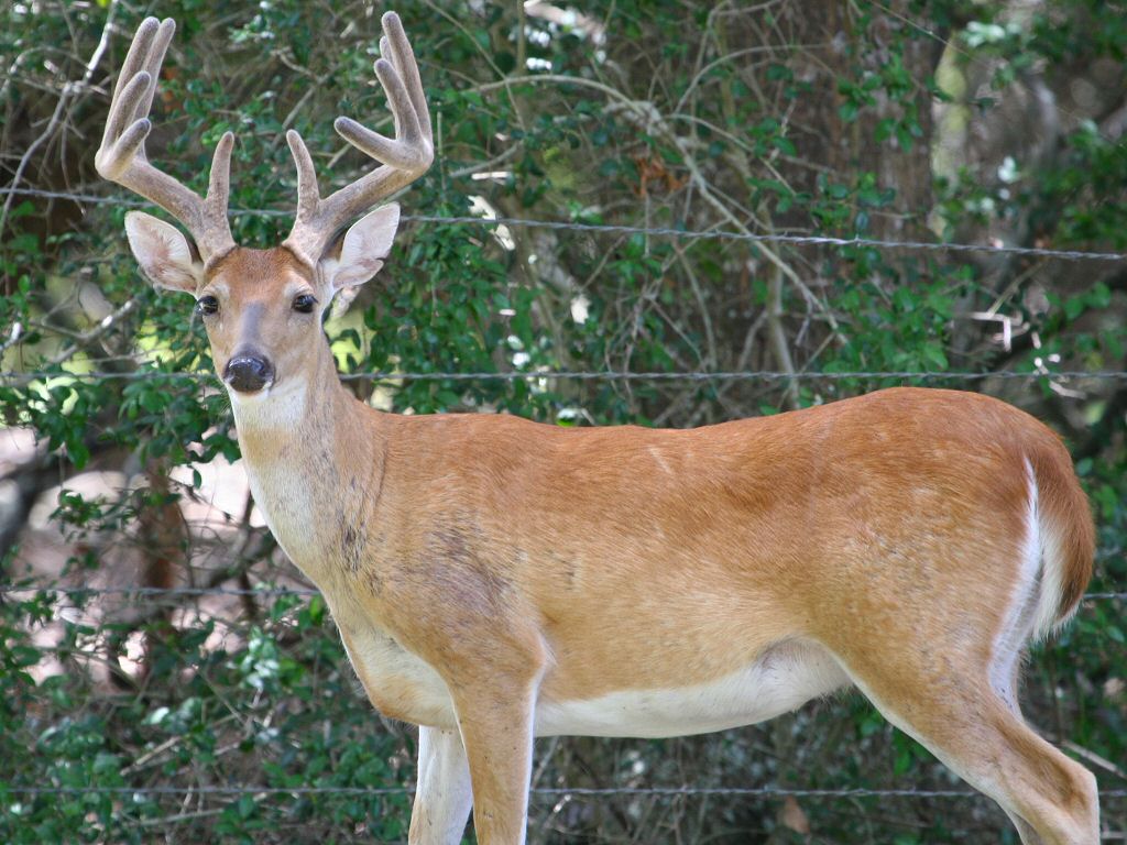 Body View of the 10pt Deer