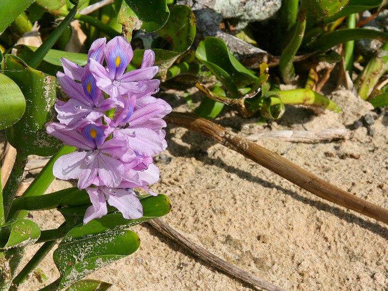 Low Tide