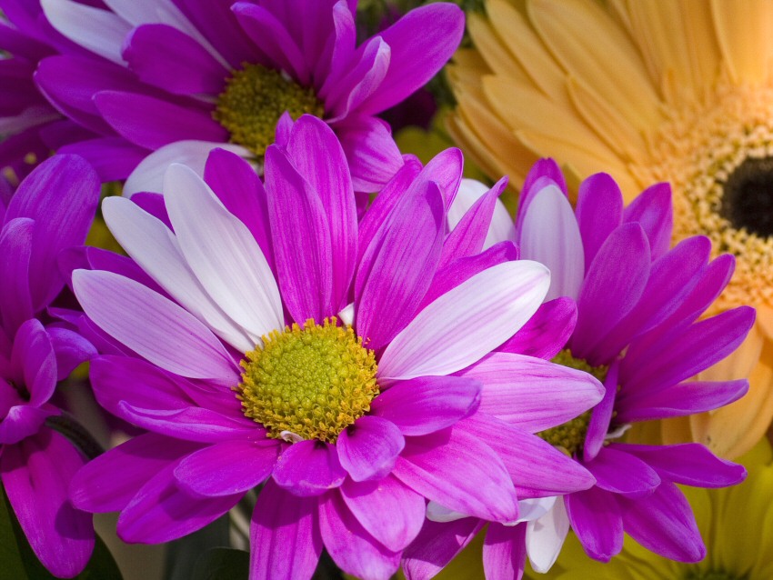 Colorful Bouquet