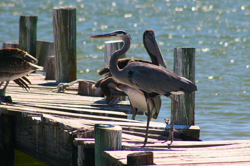 Great Blue Heron