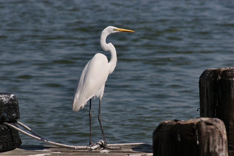 White Egret Overlooks the Bay