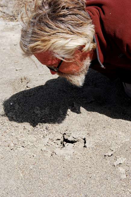 Brad and the Ants