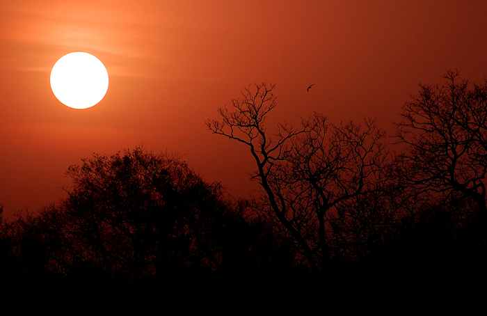 Niokolo Sunset