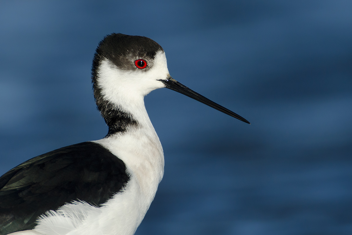 Himantopus himantopus <br> Black-winged Stilt <br> Stelzenläufer